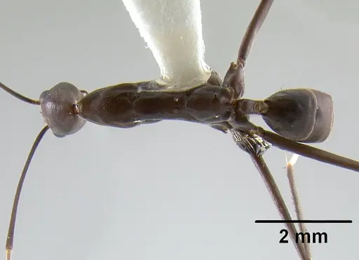 Leptomyrmex niger specimen CASENT0012085 image casent0012085_1