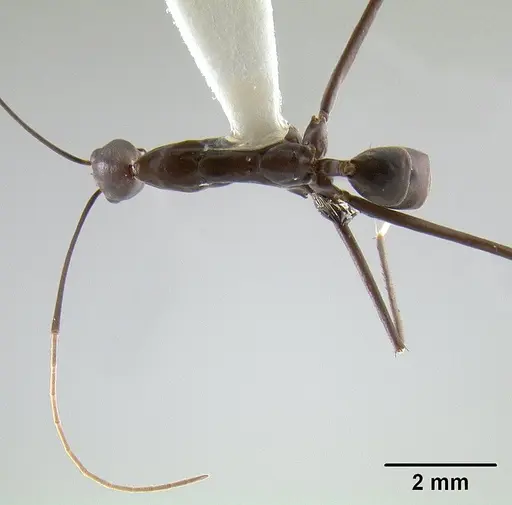 Leptomyrmex niger specimen CASENT0012085 image casent0012085_2