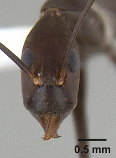 Leptomyrmex niger specimen CASENT0012085 image casent0012085_3