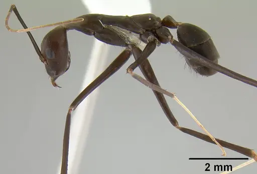 Leptomyrmex niger specimen CASENT0012085 image casent0012085_4