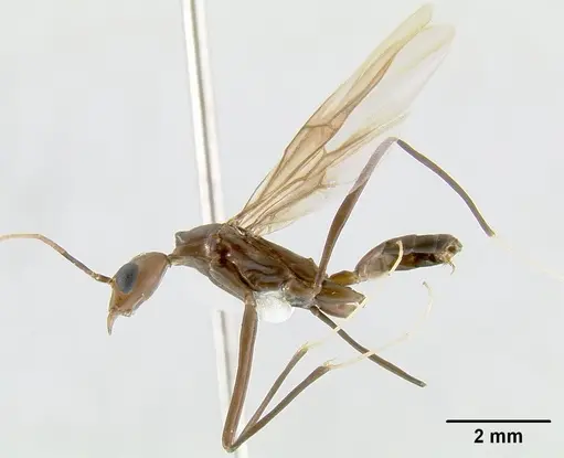 Leptomyrmex niger specimen CASENT0012086 image casent0012086_1