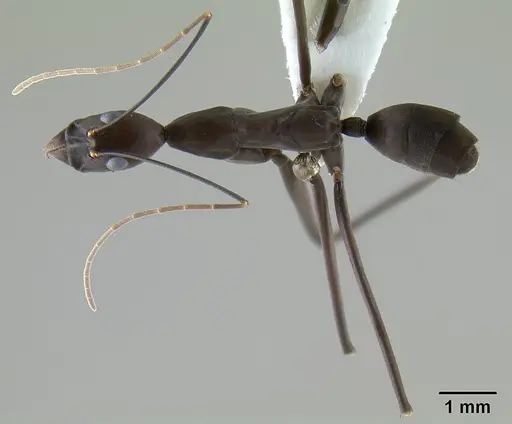 Leptomyrmex niger specimen CASENT0127002 image casent0127002_1
