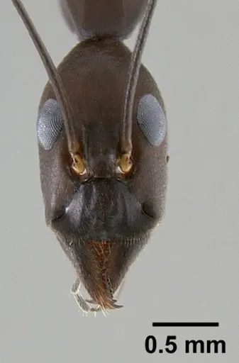Leptomyrmex niger specimen CASENT0127002 image casent0127002_2
