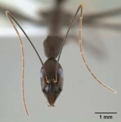 Leptomyrmex niger specimen CASENT0127002 image casent0127002_3