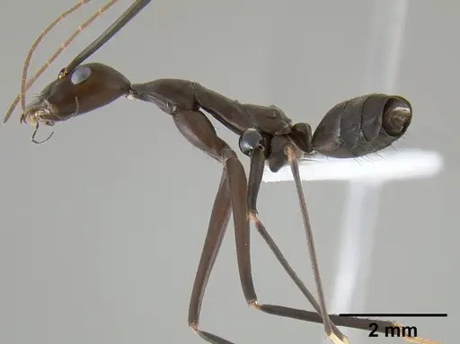 Leptomyrmex niger specimen CASENT0127002 image casent0127002_4