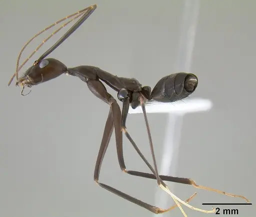 Leptomyrmex niger specimen CASENT0127002 image casent0127002_5