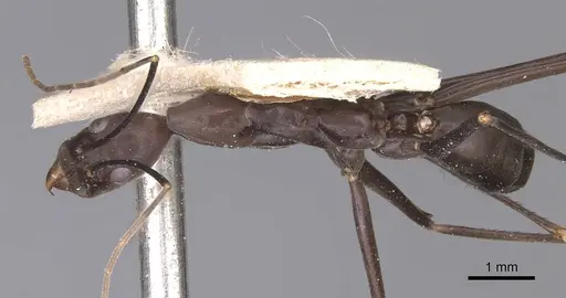 Leptomyrmex niger specimen CASENT0127396 image casent0127396_1