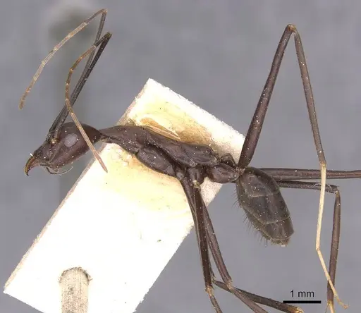 Leptomyrmex niger specimen CASENT0127396 image casent0127396_3