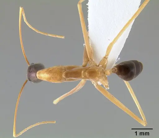 Leptomyrmex nigriceps specimen CASENT0127341 image casent0127341_1