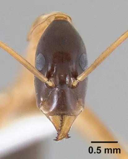 Leptomyrmex nigriceps specimen CASENT0127341 image casent0127341_2