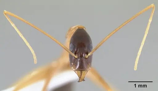 Leptomyrmex nigriceps specimen CASENT0127341 image casent0127341_3