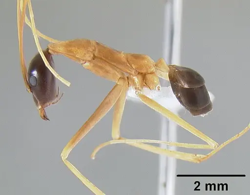 Leptomyrmex nigriceps specimen CASENT0127341 image casent0127341_4