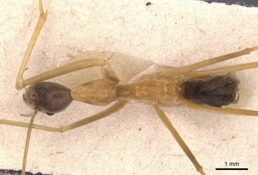 Leptomyrmex nigriceps specimen CASENT0127393 image casent0127393_1