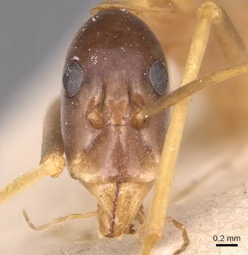 Leptomyrmex nigriceps specimen CASENT0127393 image casent0127393_2