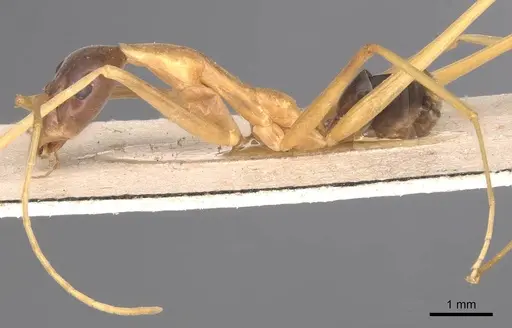 Leptomyrmex nigriceps specimen CASENT0127393 image casent0127393_3