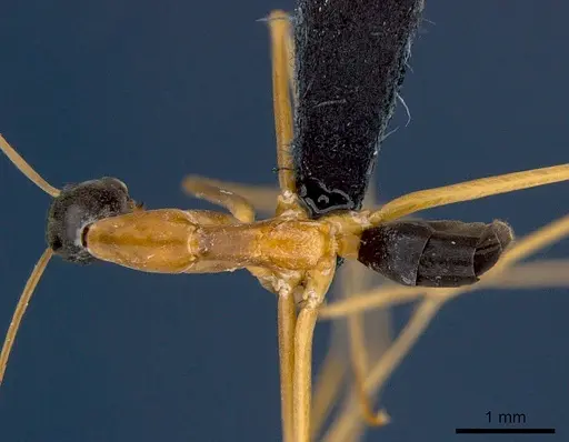 Leptomyrmex nigriceps specimen CSIRONC0197 image csironc0197_1