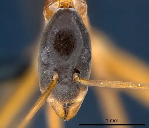 Leptomyrmex nigriceps specimen CSIRONC0197 image csironc0197_2