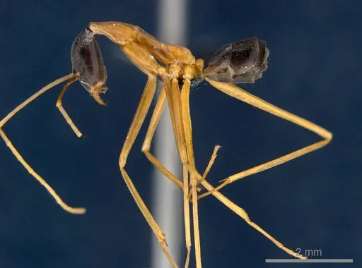 Leptomyrmex nigriceps specimen CSIRONC0197 image csironc0197_3