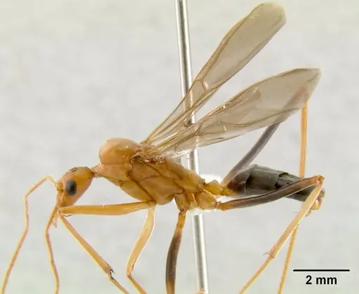 Leptomyrmex nigriventris specimen CASENT0011707 image casent0011707_1