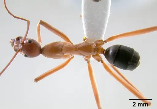 Leptomyrmex nigriventris specimen CASENT0012212 image casent0012212_1