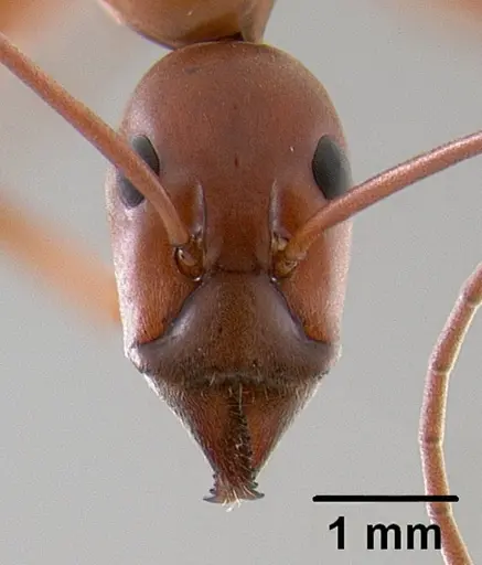 Leptomyrmex nigriventris specimen CASENT0012212 image casent0012212_2