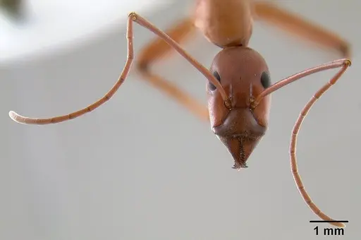 Leptomyrmex nigriventris specimen CASENT0012212 image casent0012212_3