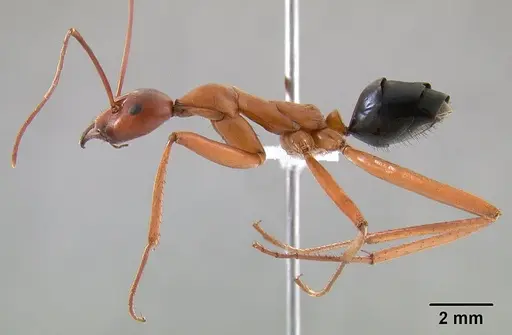 Leptomyrmex nigriventris specimen CASENT0012212 image casent0012212_4