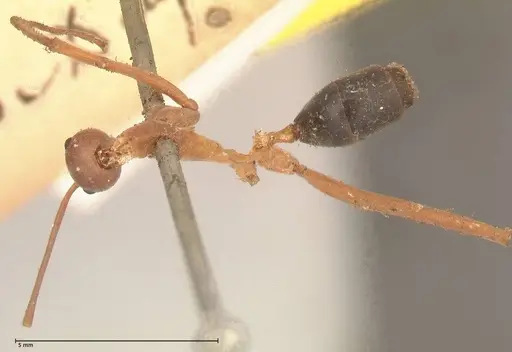 Leptomyrmex nigriventris specimen FOCOL0686 image focol0686_1
