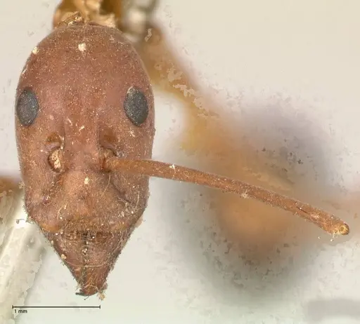 Leptomyrmex nigriventris specimen FOCOL0686 image focol0686_2
