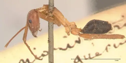 Leptomyrmex nigriventris specimen FOCOL0686 image focol0686_3