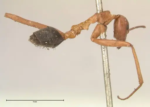 Leptomyrmex nigriventris specimen FOCOL0686 image focol0686_4