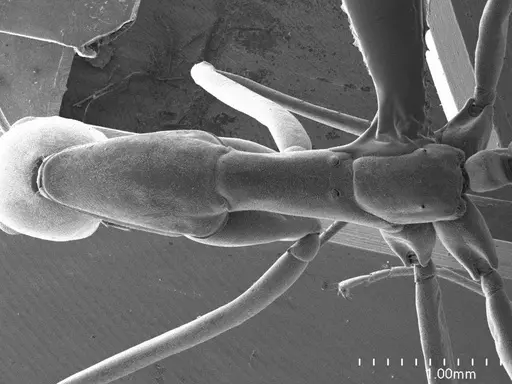 Leptomyrmex pallens specimen ANTWEB1008544 image antweb1008544_1