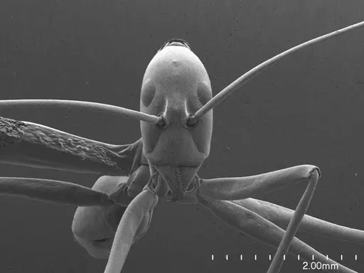 Leptomyrmex pallens specimen ANTWEB1008544 image antweb1008544_2