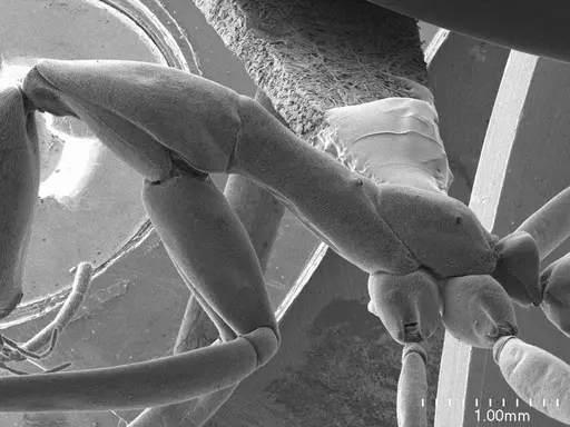 Leptomyrmex pallens specimen ANTWEB1008544 image antweb1008544_3