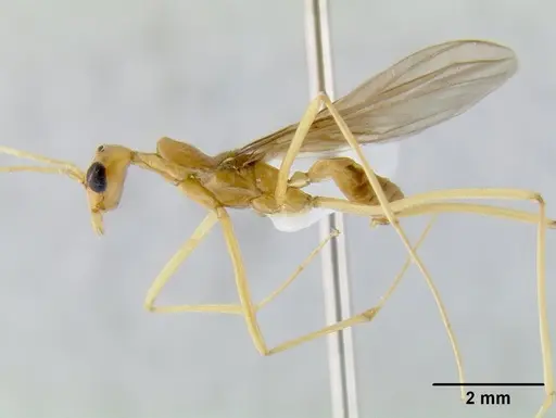 Leptomyrmex pallens specimen CASENT0012112 image casent0012112_1