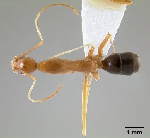 Leptomyrmex pallens specimen CASENT0127342 image casent0127342_1