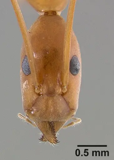 Leptomyrmex pallens specimen CASENT0127342 image casent0127342_2