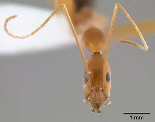 Leptomyrmex pallens specimen CASENT0127342 image casent0127342_3