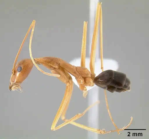 Leptomyrmex pallens specimen CASENT0127342 image casent0127342_4