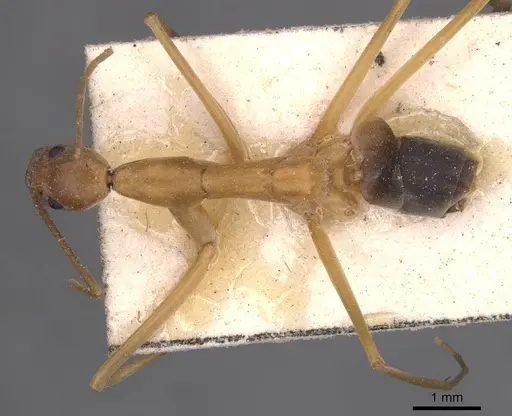 Leptomyrmex pallens specimen CASENT0127389 image casent0127389_1