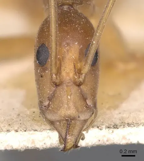 Leptomyrmex pallens specimen CASENT0127389 image casent0127389_2