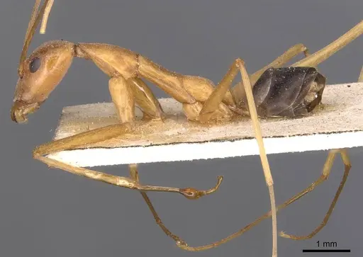 Leptomyrmex pallens specimen CASENT0127389 image casent0127389_3