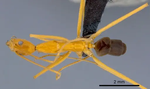 Leptomyrmex pallens specimen CSIRONC0196 image csironc0196_1