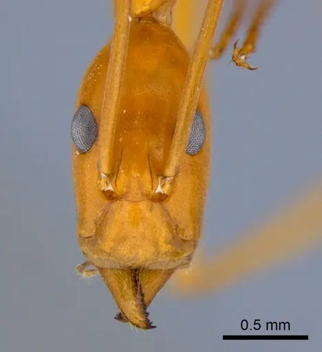 Leptomyrmex pallens specimen CSIRONC0196 image csironc0196_2