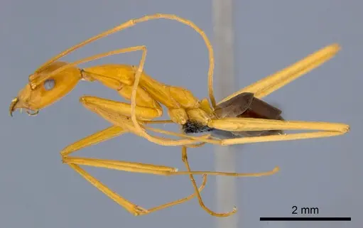 Leptomyrmex pallens specimen CSIRONC0196 image csironc0196_3