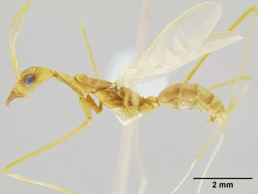 Leptomyrmex puberulus specimen CASENT0012102 image casent0012102_1
