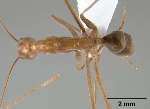 Leptomyrmex puberulus specimen CASENT0127025 image casent0127025_1