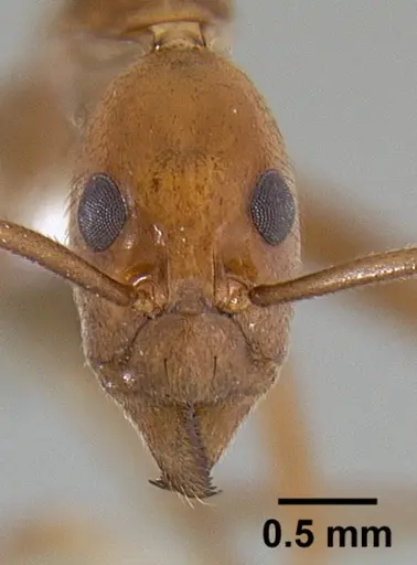 Leptomyrmex puberulus specimen CASENT0127025 image casent0127025_2