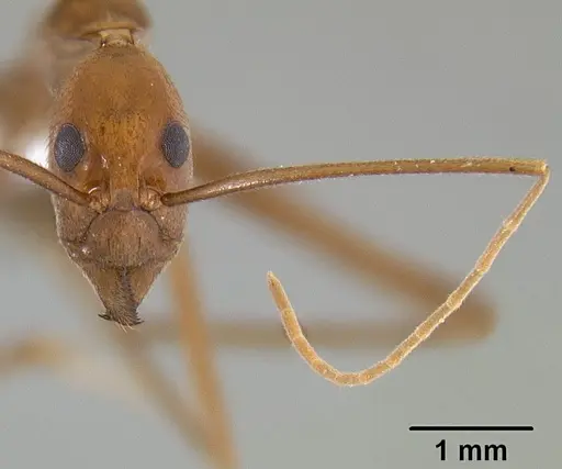 Leptomyrmex puberulus specimen CASENT0127025 image casent0127025_3