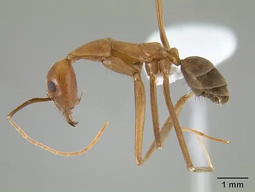 Leptomyrmex puberulus specimen CASENT0127025 image casent0127025_4